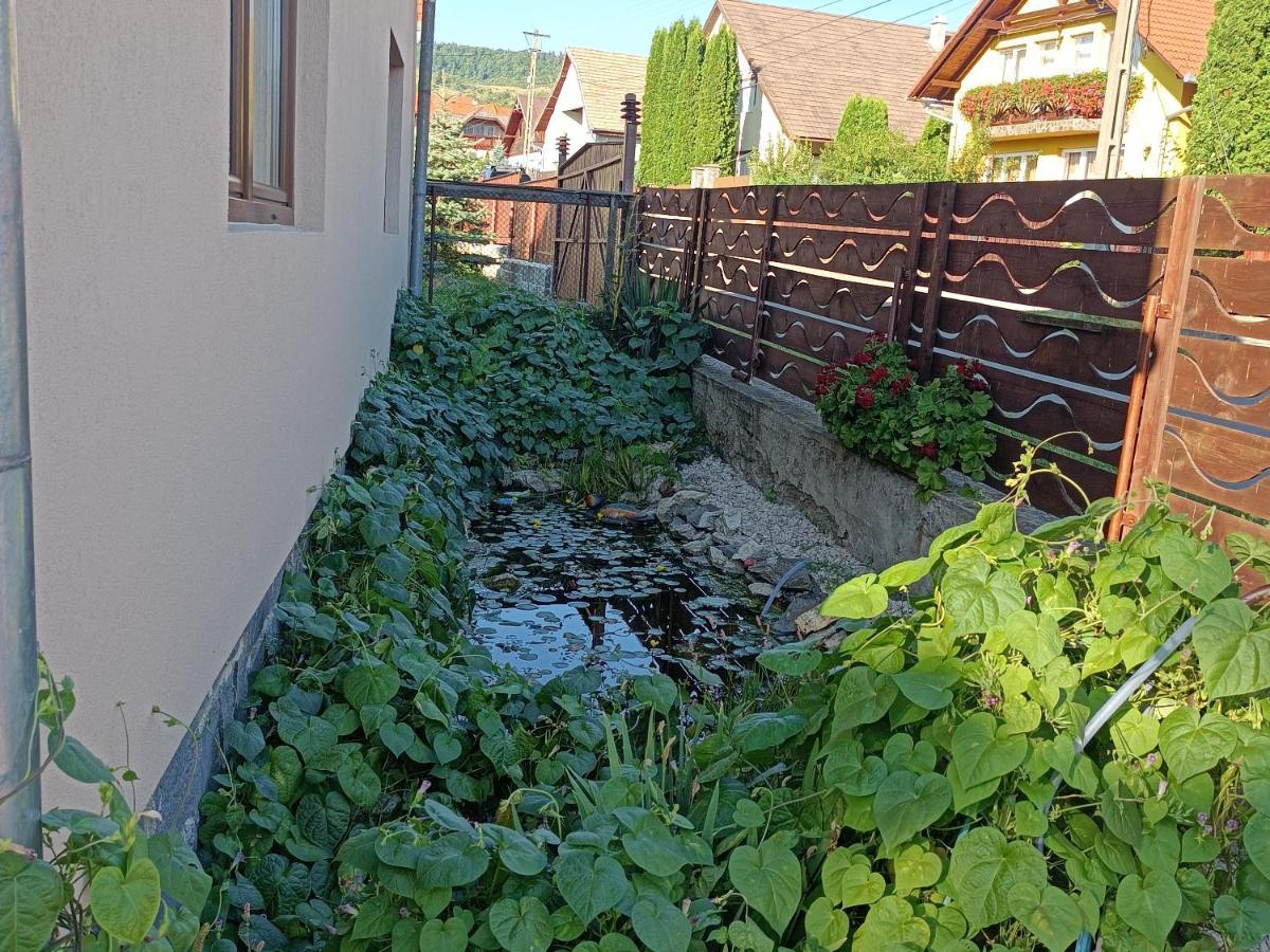 Narcisz B&B Corund  Exteriér fotografie